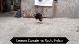 Throwback Sparring. Lemon Sweater vs Radio Kelso