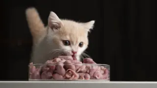 100 mice for kittens!