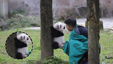 Giant Panda|Qizhen