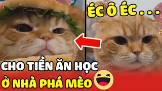 Tổng hợp những khoảnh khắc "KUTE" của "NHỮNG CHIẾC MÈO" khiến ai nhìn cũng phải si tình😍| Yêu Lu