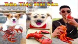 Thú Cưng TV | Dương KC Pets | Bông ham ăn Bí Ngô Cute #53 | chó vui nhộn funny cute dog