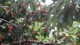 Du lịch nước Mỹ_ trải nghiệm hái cherry tại vườn