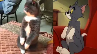 As we all know, Tom & Jerry is a documentary