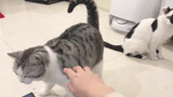 The Flirting Tricks of Cats…