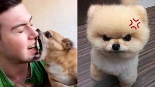 Oh No! These Funny Dogs Get Angry For No Reason 😂| Pets Town