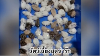 สัตว์เลี้ยง เพื่อนขนปุย : สัตว์เลี้ยงสุดน่ารัก