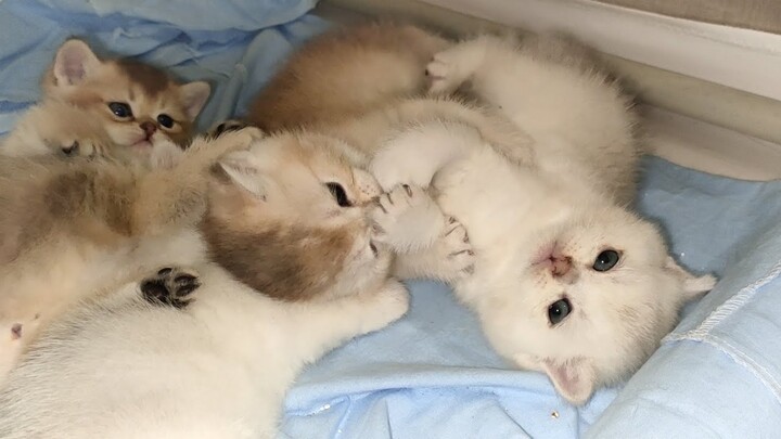 Silver and Golden Kittens find out who is the most Important