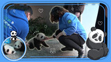 揭秘饲养员为什么能分辨不同的熊猫