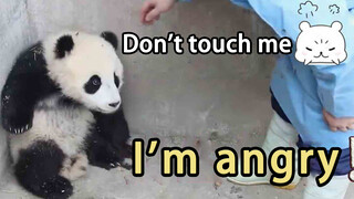 [Animals]Funny daily life of panda babies and breeders