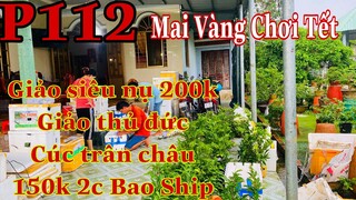 Mai vàng chơi tết p112 | 0353832312 Nhi |  giảo siêu nụ 200k - giảo thủ đức - cúc trân châu 150k