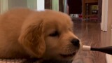 The little golden retriever is too naughty