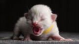 Anak Kucing Ragdoll Berumur 3 Hari, Sekarang 1 Bulan Dan Mulai Makan Daging