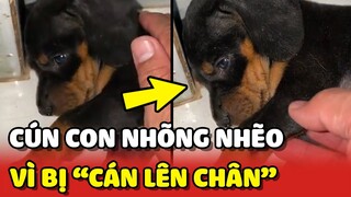 Cún con nằm NHÕNG NHẼO với ba vì bị xe cán lên chân 😂 | Yêu Lu