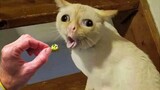 Dogs And Cats Reaction To Food - Funny Animal Reaction | Pets Town
