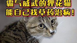 霸气威武狸花猫，忠诚含蓄又顾家，生病了还能自己找草药治病！