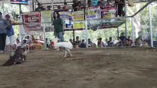 AMN_GAMEFOWL Bungoy Dolorez Quezon entry