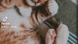 My Very Cute Cat Pusa Gato Meow Kittens Short Video on Bilibili Asia