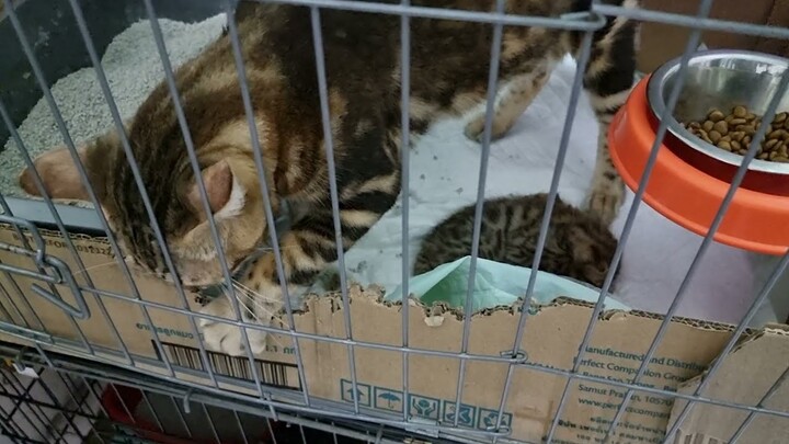 Induk Kucing Bengal Ngamuk
