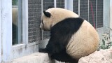 [Panda Meng Lan] Berlari ke Sepupu Kecil