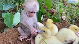 Hatiku meleleh menonton ini | Monyet kecil menjaga bebek kecil.