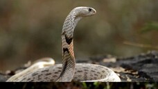 KING COBRA