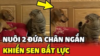 Nuôi 2 đứa chân ngắn để tụi nó đồng cảm, yêu thương nhau và cái kết 😂 | Yêu Lu