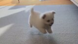 Cute and funny dogs video compilation