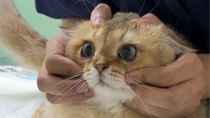 Cat double eyelid surgery