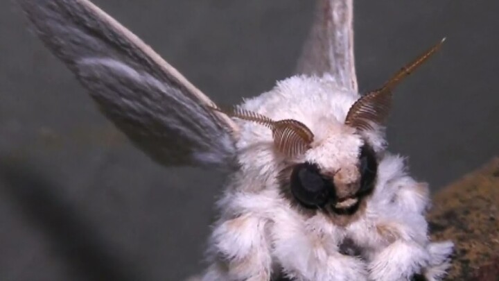 hewan aneh,unik dan langka / Venezuelan Poodle Moth / dunia hewan