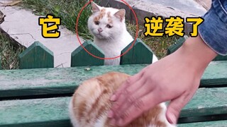 还记得这只羡慕别人的猫吗，它逆袭了