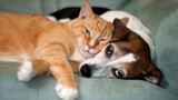 It's CATS and DOGS time - Funniest ANIMAL Videos as always!