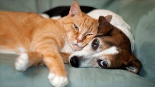 It's CATS and DOGS time - Funniest ANIMAL Videos as always!