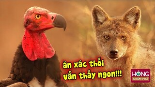 Sự thật gây sốc về Kền Kền - loài chim ăn xác thối cũng thấy ngon| Hóng Khám Phá