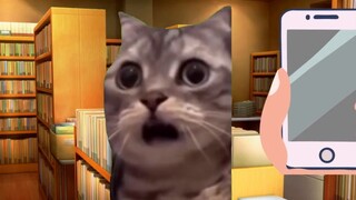 [Cat meme] Tình hình phiên bản mới của hãng ra mắt hiện nay