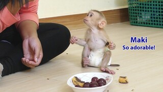 Maki so intelligent baby monkey! Super cute boy sitting good behavior eating cake and grape