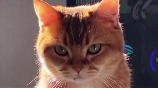 Random cat video
