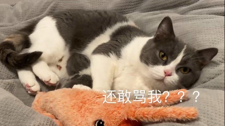 当你骂了不好好喂奶的猫妈妈时.....