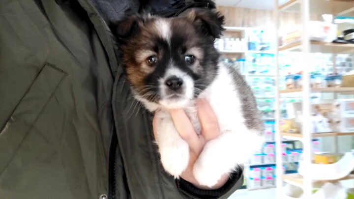 Good boy! An abandoned dog called Panda is given the first vaccine