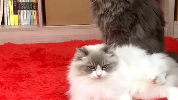 The cat has more rizz than me💀😭