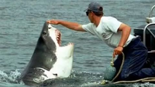 INCREDIBLE SHARK ATTACK INCREDIBILE ATTACCO SQUALI