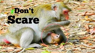 DON'T SCARE FOR SUCKING MILK!!, POOR BABY MONKEY JANNA BETTER WOUND, MAMA JANE GIVE MILK​ TO BABY