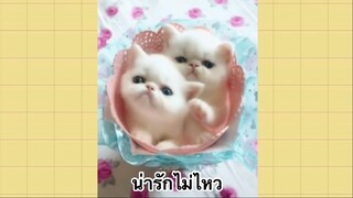 เพื่อนตัวน้อย สัตว์เลี้ยงแสนซน : น่ารักไม่ไหว