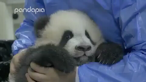 Panda: I'm naughty, but I really want to lie in your arms.