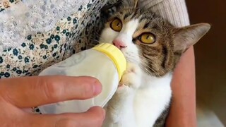 终于理解为什么猫和老鼠里的黑猫和那帮流浪猫会笑话汤姆了