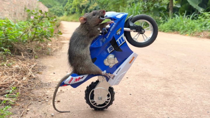 当鼠鼠开上机车，JJ:前面的鼠鼠请靠边，您已超速！