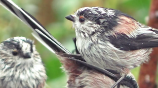 Long-tailed Tits and Goldfinches - ถ่ายแบบสโลว์โมชั่น