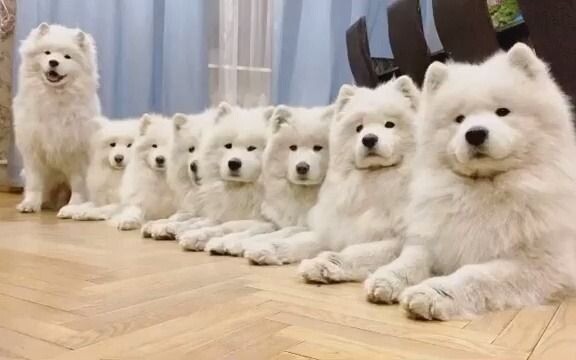 A row of dog heads, obediently waiting for their meal