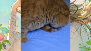 CUTE PET #น่ารัก&ตลก #5555+