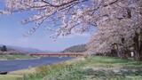 Film dan Drama|"Musim Semi, Bunga Sakura"