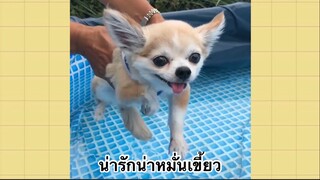 เพื่อนตัวน้อย สัตว์เลี้ยงแสนซน : น่ารักน่าหมั่นเขี้ยว